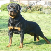 Photo de Rottweiler