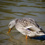 Photo de Canard colvert