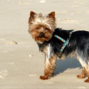 Photo de Yorkshire terrier