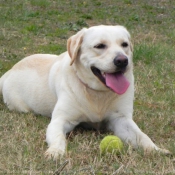 Photo de Labrador retriever