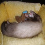 Photo de Furet