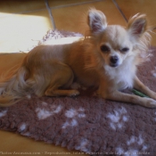 Photo de Chihuahua  poil long