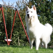 Photo de Berger blanc suisse