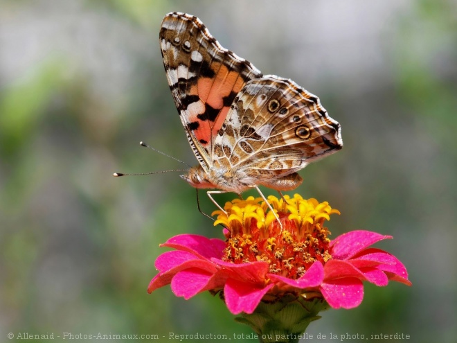 Photo de Papillon - belle-dame