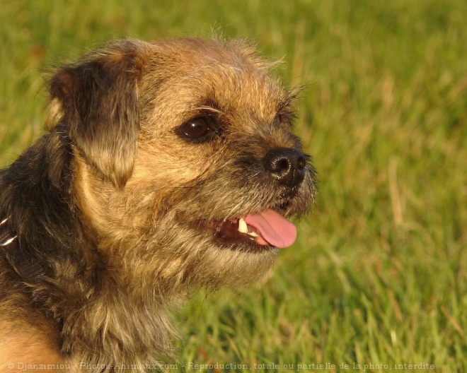 Photo de Border terrier