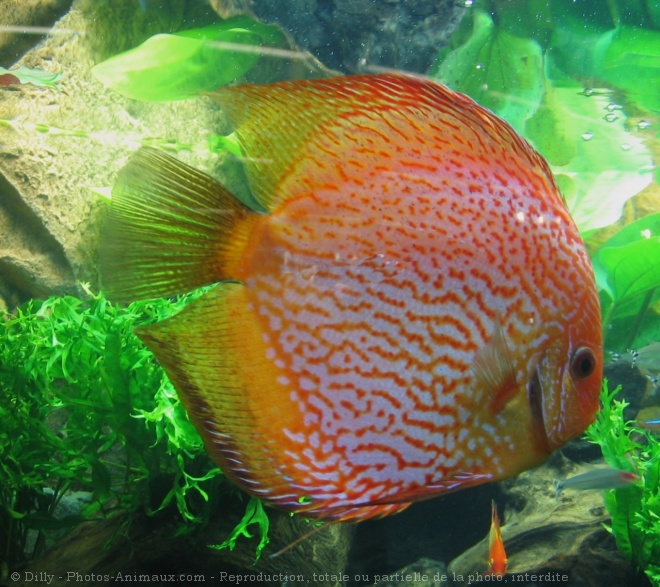 Photo de Poissons exotiques