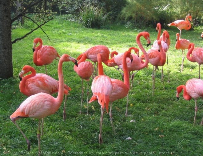 Photo de Flamand rose