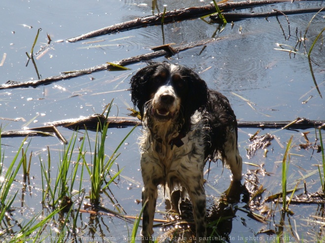 Photo d'English springer spaniel