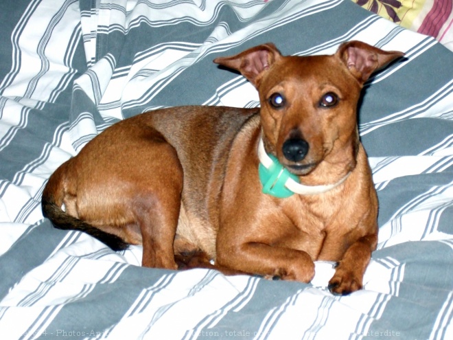 Photo de Pinscher nain