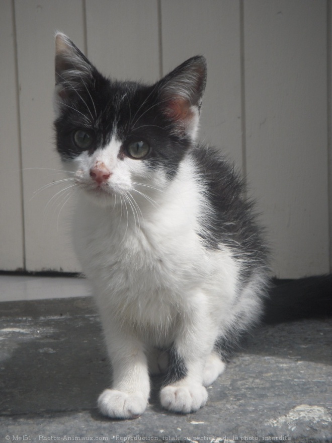 Photo de Chat domestique