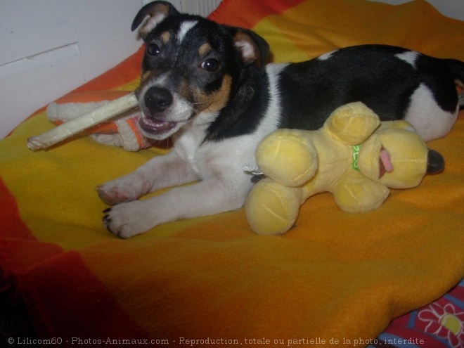 Photo de Jack russell terrier