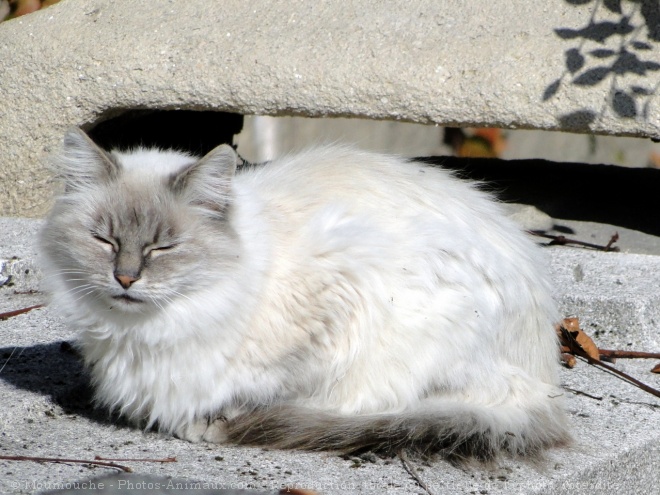 Photo de Chat domestique