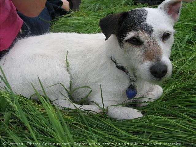 Photo de Jack russell terrier