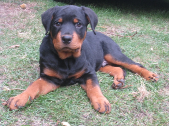 Photo de Rottweiler