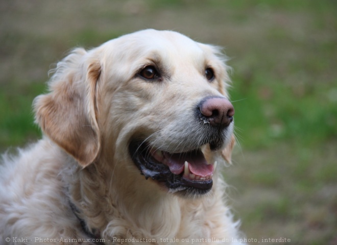 Photo de Golden retriever