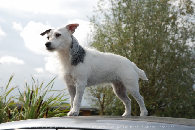 Photo de Jack russell terrier