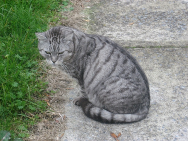 Photo de Chat domestique