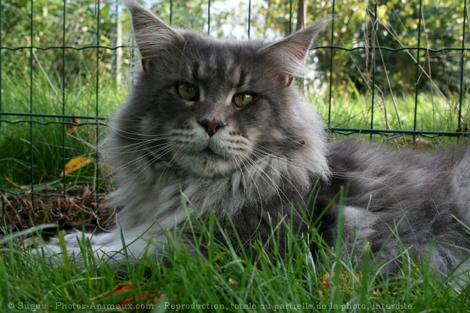 Photo de Maine coon