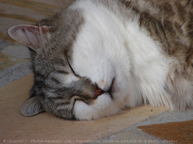 Photo de Chat domestique