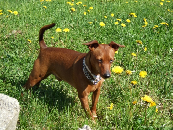 Photo de Pinscher nain