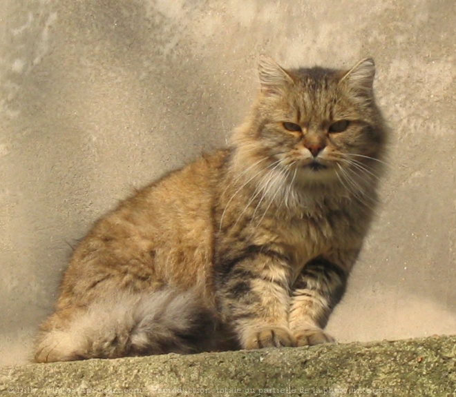 Photo de Chat domestique