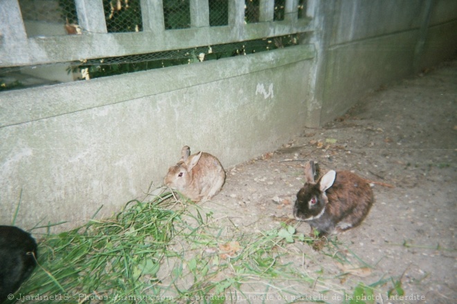 Photo de Lapin