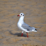 Photo de Mouette