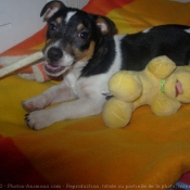 Photo de Jack russell terrier