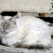 Photo de Chat domestique