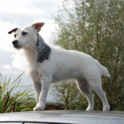 Photo de Jack russell terrier