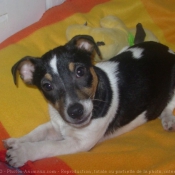 Photo de Jack russell terrier