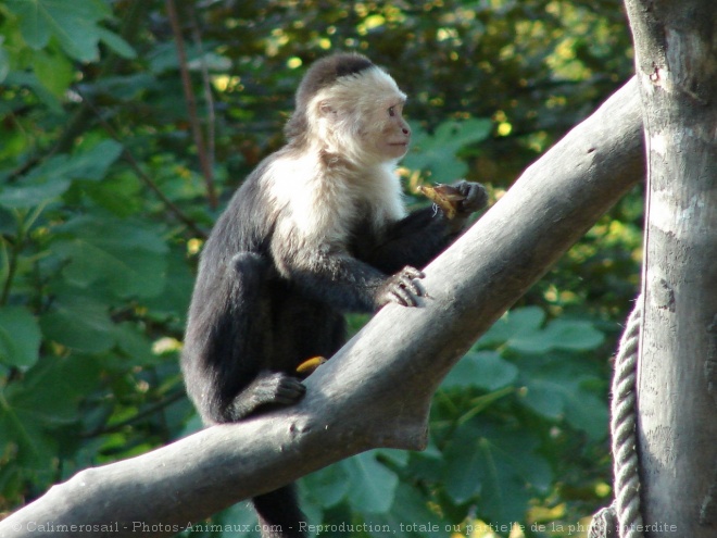 Photo de Singe