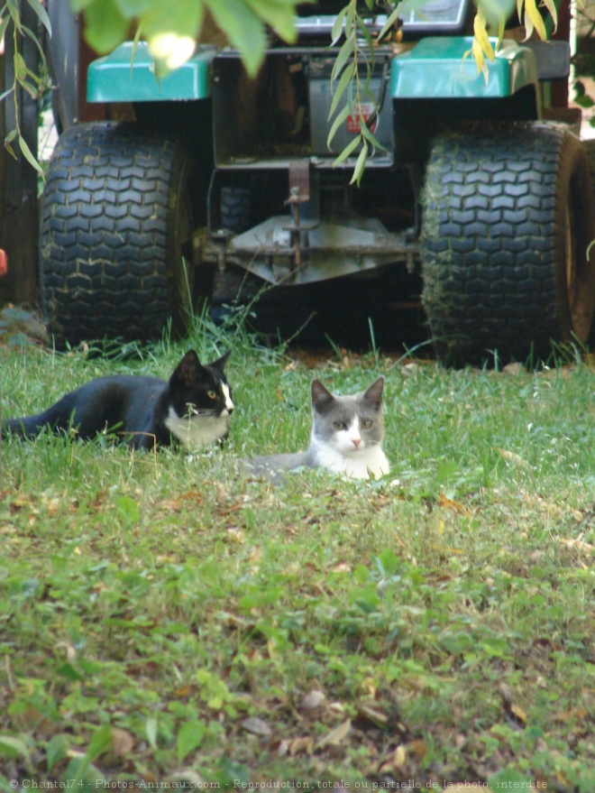 Photo de Chat domestique