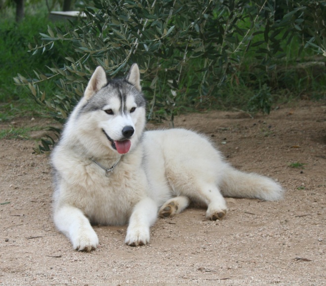 Photo de Husky siberien