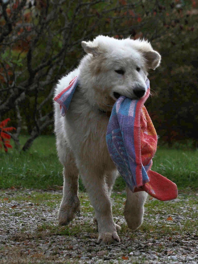 Photo de Chien de montagne des pyrnes