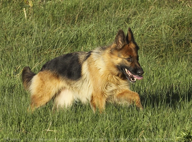 Photo de Berger allemand  poil court