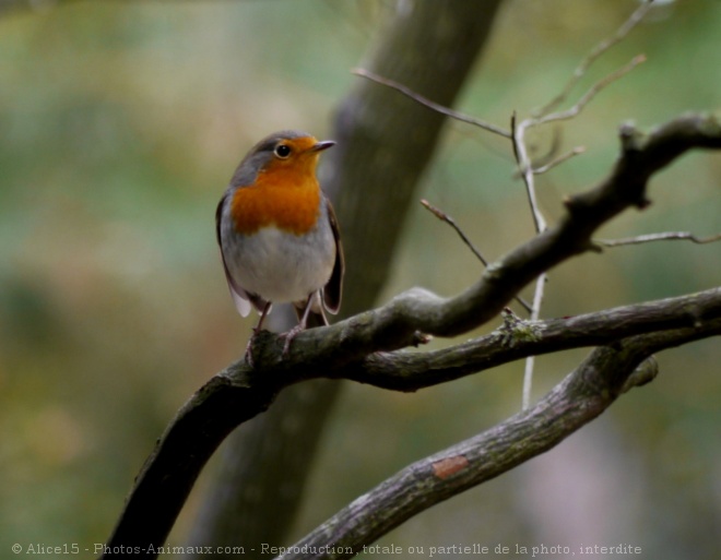 Photo de Rouge gorge