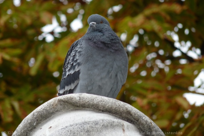 Photo de Pigeon