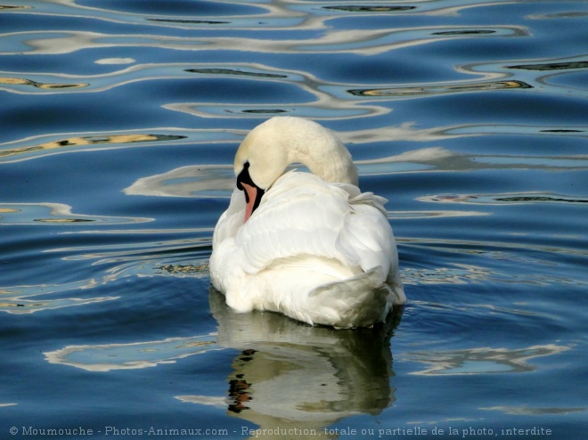 Photo de Cygne