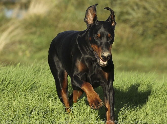 Photo de Dobermann