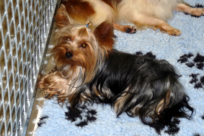 Photo de Yorkshire terrier