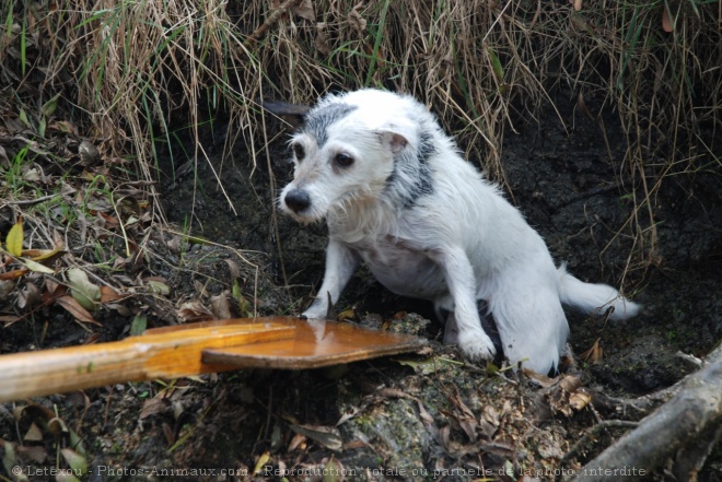 Photo de Jack russell terrier