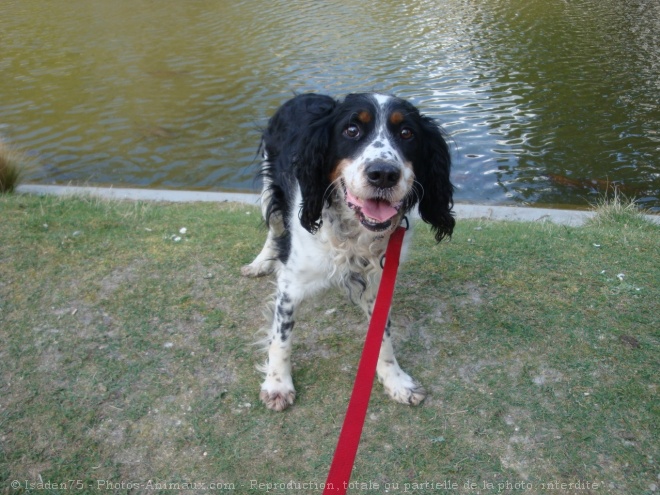 Photo d'English springer spaniel