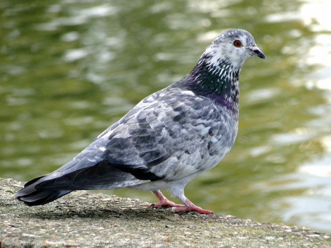 Photo de Pigeon