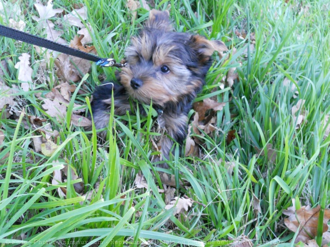 Photo de Yorkshire terrier