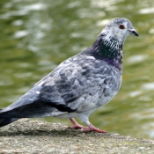 Photo de Pigeon