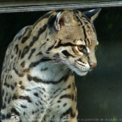 Photo d'Ocelot