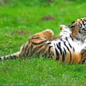 Photo de Tigre