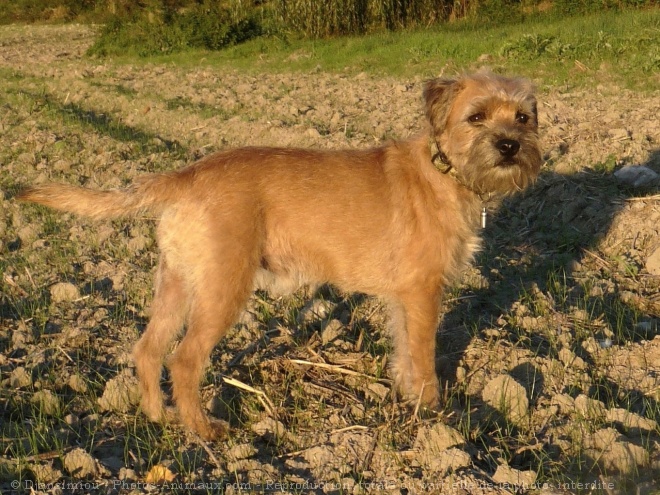 Photo de Border terrier