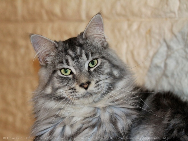 Photo de Maine coon